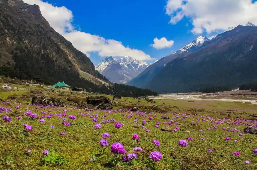 Yumthang Valley in bloom