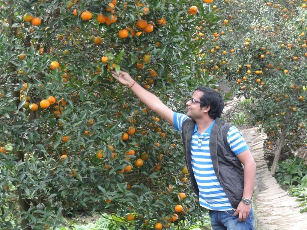 Sittong orange orchards